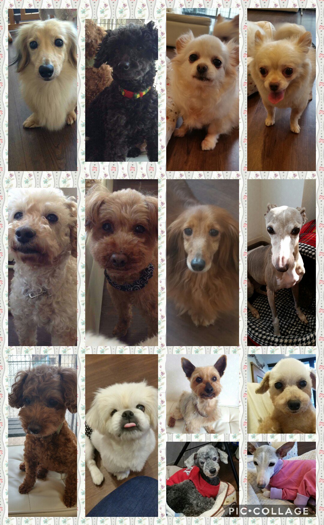 ドッグカフェ With Vets 只今 Withvetsで里親募集中の保護犬たちです みんな大人しくていい子ばかりです 怖くて吠えちゃう子もいますが 人が大好きで抱っこを催促してしまう子もいます 是非一度大宮にありますドッグカフェまで遊びに来て