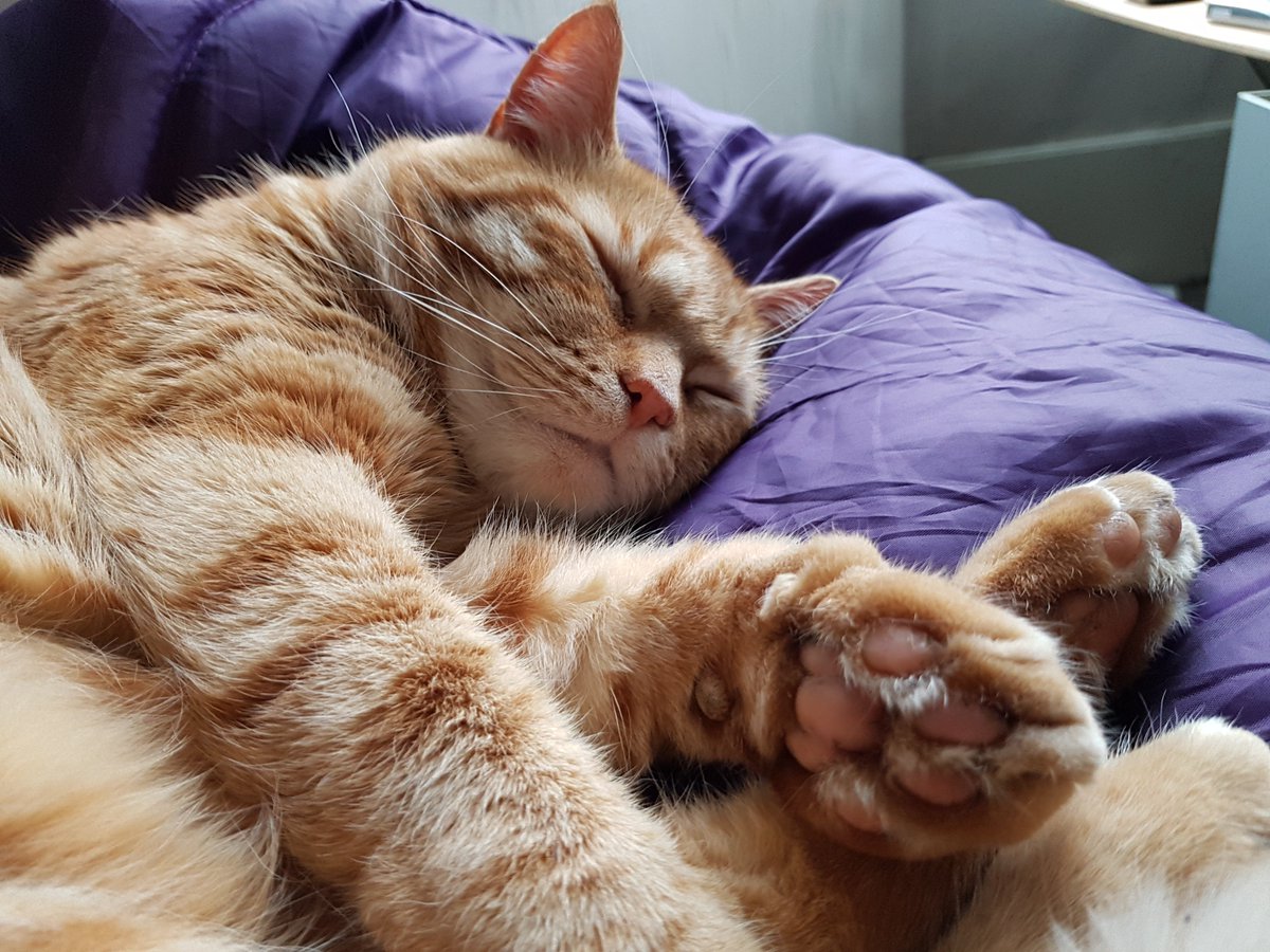 LuckyMaskProds's tweet photo. #FridayFeeling #Cat #GingerBarry #CatsOfTwitter #cats #sleep https://t.co/bzEqNyYlsp