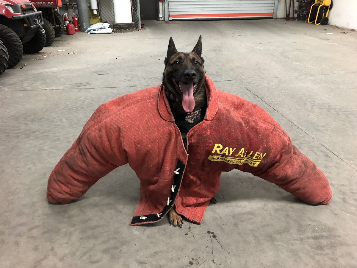 K9Falo's tweet photo. I make this look good #RayAllenBiteSuit #dapper #stumpythemaligator #uipdk9 #k9falo https://t.co/fXVMcQju5n