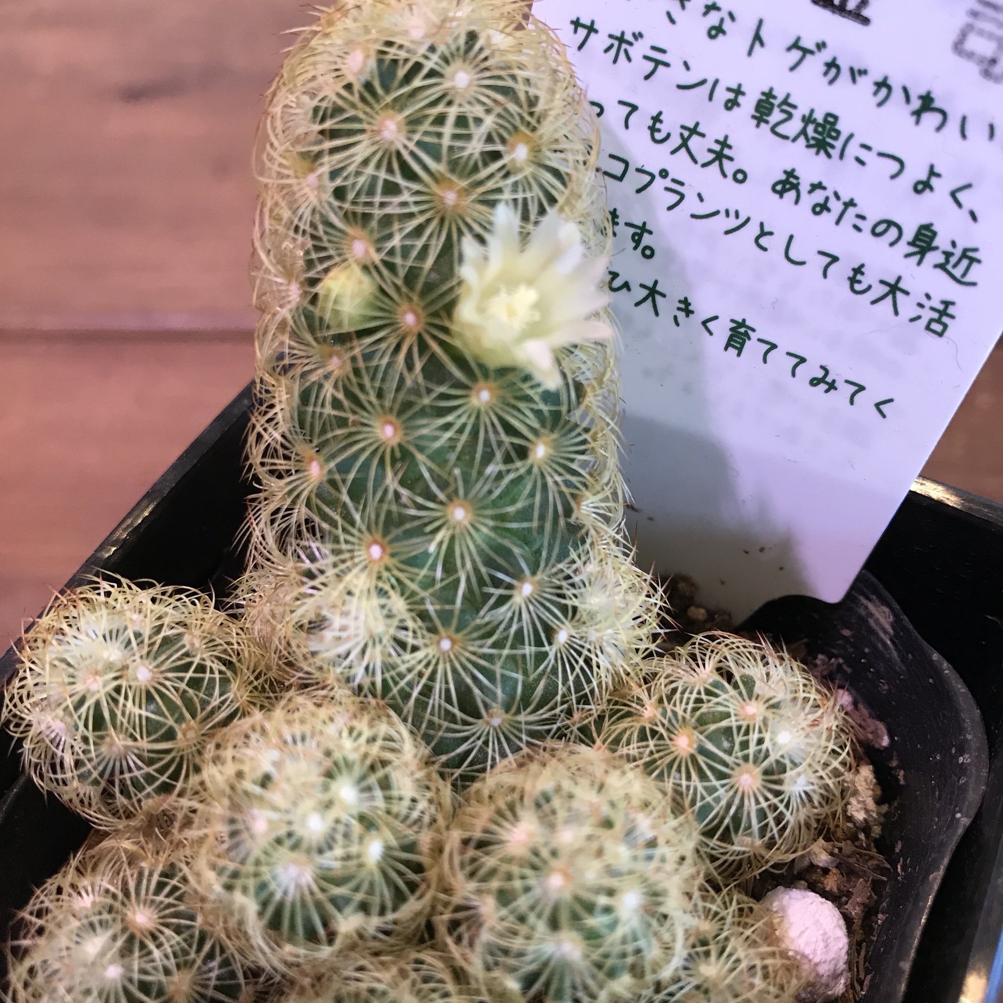 Home Plants 右 サボテン 黄金司 左 サボテン 月影丸 暖かくなり可愛らしい花が咲きました サボテン インテリアプランツ 観葉植物 月影丸 黄金司 神戸市 エコプランツ Home Amp Plants T Co Vea2sgejmh Twitter