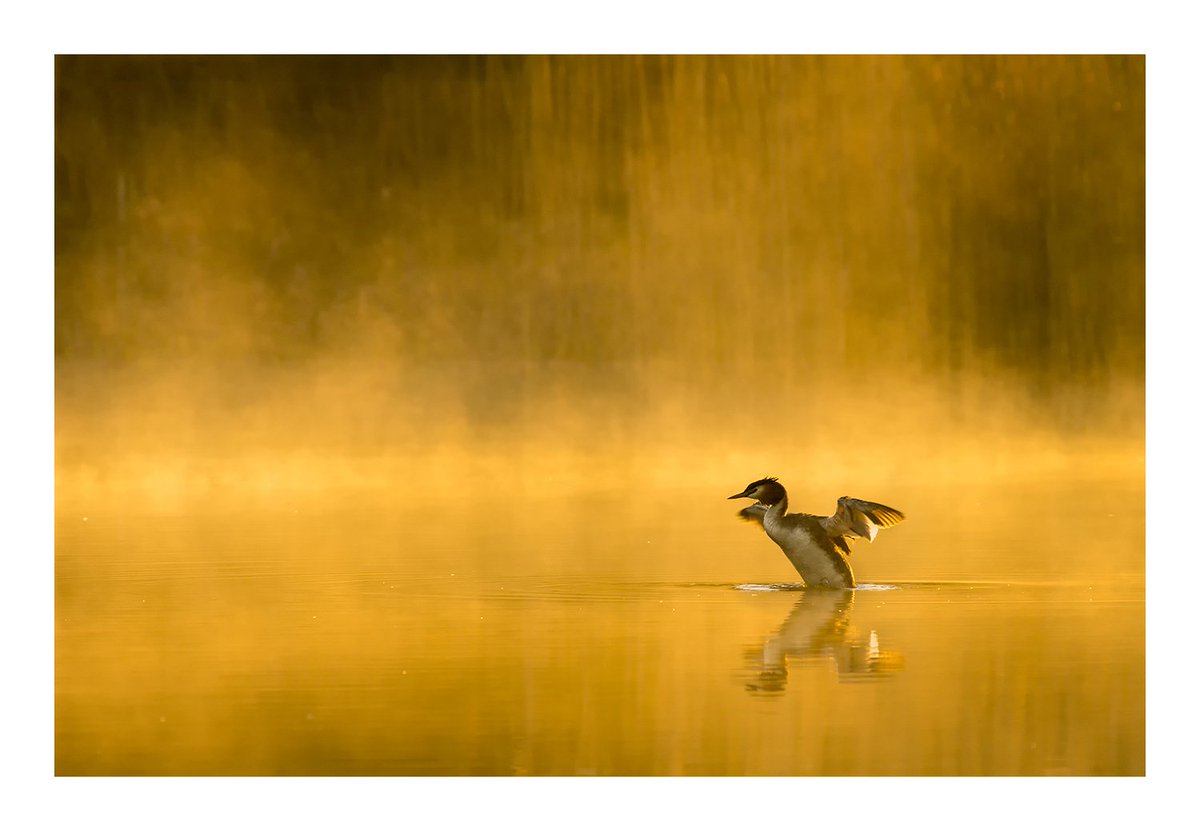 BBCEarth's tweet photo. A great crested grebe. These birds dive to feed and often to escape, preferring this to flying away
#EarthCapture by @SillyPigsPlay https://t.co/nAknKepETx