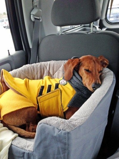 Petastero's tweet photo. #dogtrip #pasxa2018 #drivesafe Όσοι ταξιδέψετε , κάντε το με ασφάλεια! Δείτε εδώ πως:
https://t.co/f6oc6NEh6I https://t.co/dnLF1IWq9p