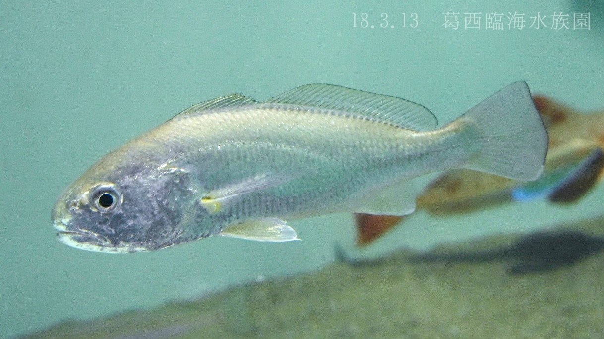 日本の海水魚bot シログチ ニベ科 レア度 自 水 練り製品によく利用される魚 頭に大きな耳石を持つことからイシモチとも呼ばれ 近縁種にはクログチやキグチなどがいる 鰾 うきぶくろ を使ってグーグーと鳴くことで知られる T Co
