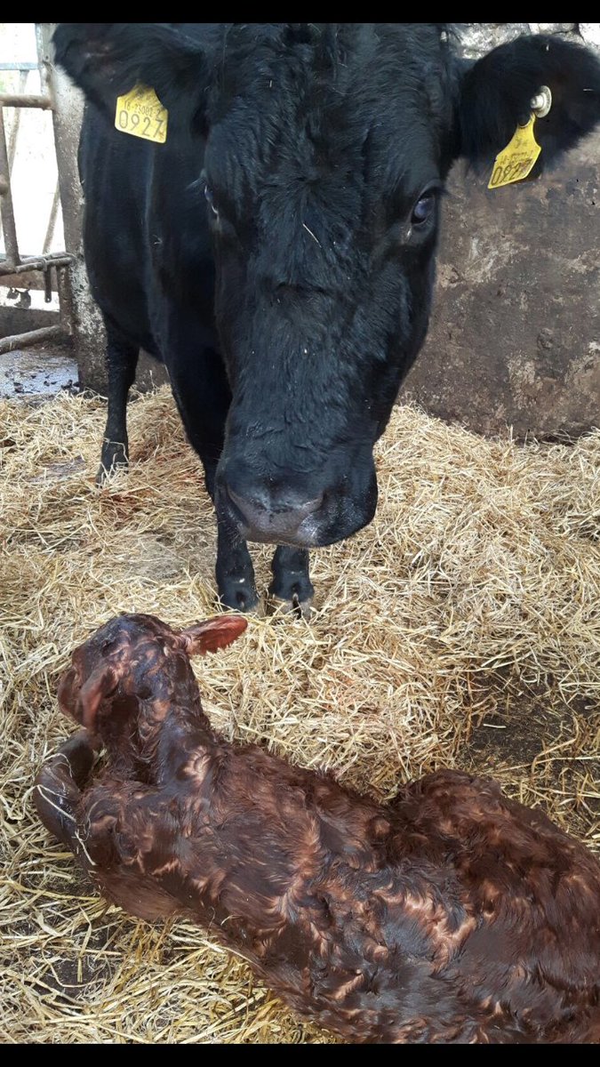 ClonalisHouse's tweet photo. Another sizeable calf in the ward last night 👌🐄🐮🍼 well done to mama and calf - suggestions welcome still nameless😀 https://t.co/ByiG2xPoqy