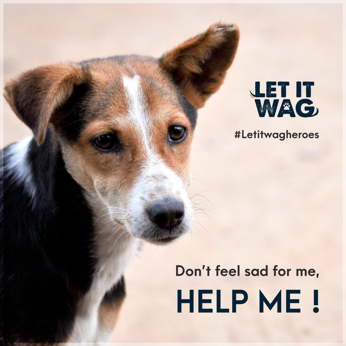 LetItWagApp's tweet photo. "Don't treat animals as animals, treat them as living beings, that's what they are."
If you want to save a life connect to https://t.co/oxQ9Zjx29a
#Letitwag #supportletitwag #Dontharmanimals #foster #support #rescue #saveanimals #Helpanimals #Contributehelp #animalrescueapp https://t.co/5d0ElUTRH6