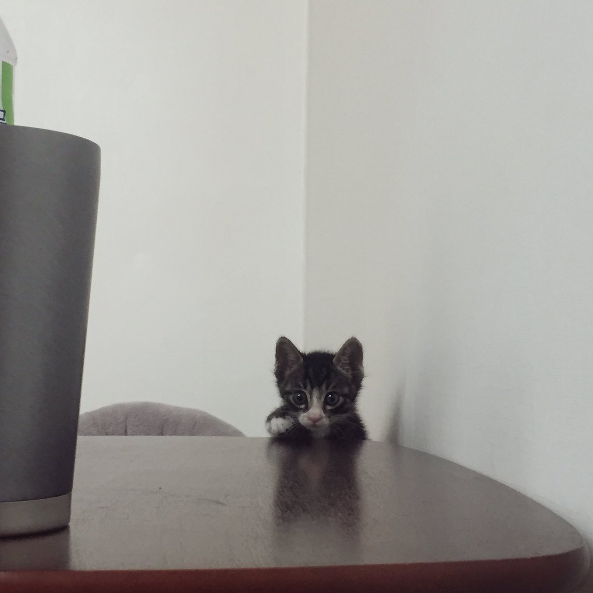 2h_n3's tweet photo. 아침에 일어나보니 누가 생쥐인형을 내 옆에 가져다두었다 💖😺 https://t.co/zN3LpnS8bT