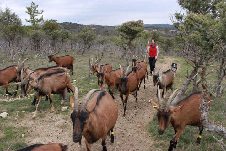 Reporterre's tweet photo. Le pastoralisme est méprisé par le ministère de l’Agriculture et par l’Europe. Le ministère en remet une couche. La Confédération paysanne se rebelle https://t.co/GTdRVqSD4e https://t.co/x8HyVCzXcE