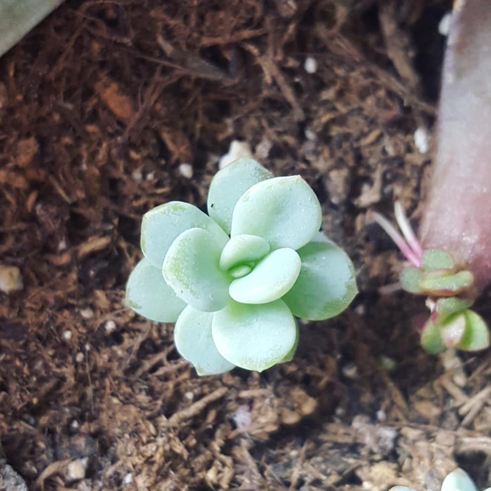 myameliarose's tweet photo. My precious #echeveria baby 😍

#succulents #propagation #nature #gardening #plants #plantlife #houseplantclub #plantlover #naturelovers #greenyourfeed #gardenblog #plantaddict #houseplants #iloveplants #plantblogger #gardeningtips #gardeninglife #natural https://t.co/aZFpa8WZ01