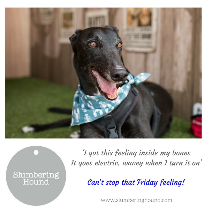 SlumberingHound's tweet photo. Aston definitely has that #FridayFeeling 😊

Did you know that April is #AdoptAGreyhound month?

Aston is all for it as he is loving his retirement and knows how to #rockthatlobster too!

Have a Greyt day.❤️

https://t.co/ANYGW1m5XP
#dogs #Greyhounds 
Photo by @Cotswoldspaniel https://t.co/2avkgqcM2L