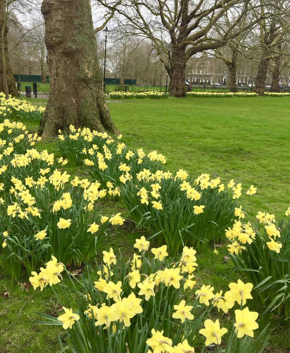 flowyogasarah's tweet image. It&apos;s always a treat to see the daffodils in abundance @FieldsHighbury! 
Feeling a little more spring-like even if the skies are still mostly grey!
#springsoon #springflowers #daffodils #highbury #highburyfields