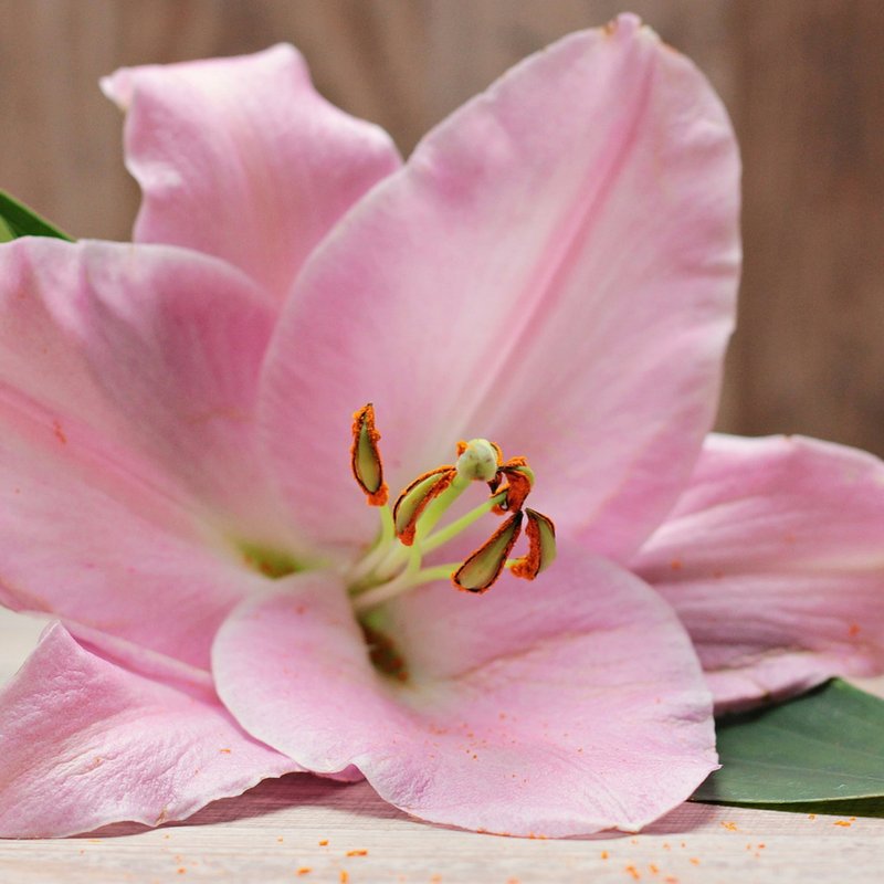 Poblaflor's tweet photo. Sabías que el Lilium está relacionado con la aristocracia por su belleza y elegancia??? Así que es nuestra flor de la semana y la tenemos de muchos colores. 
https://t.co/PVceoSrIUz #IdeasParaRegalar #AmorPorLasFlores #Flores  #FloresValencia #Floristerias #Valencia #Flowers https://t.co/Y7crlpteoY
