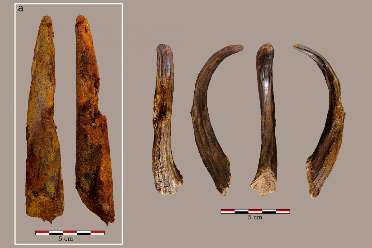 XavierMauduit's tweet photo. Découverte d’un outillage en bois fabriqué par des Néandertaliens il y a 90 000 ans à Aranbaltza-Bizkaia #paysbasque 🌳 la conservation d’outils en bois antérieurs à 40 000 ans en Europe est exceptionnelle ! https://t.co/evYnVi1Vs0 https://t.co/xxy5wj6ygU