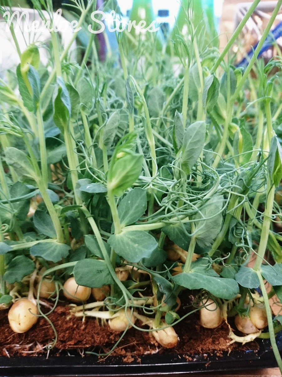 MenloeStores's tweet photo. Trays of #Peashoots from @CorkUrbanFarm 
Taste delicious and rich in vitamin C, A and protein 🌱 
#local #GIY https://t.co/8oBX7LLbTH