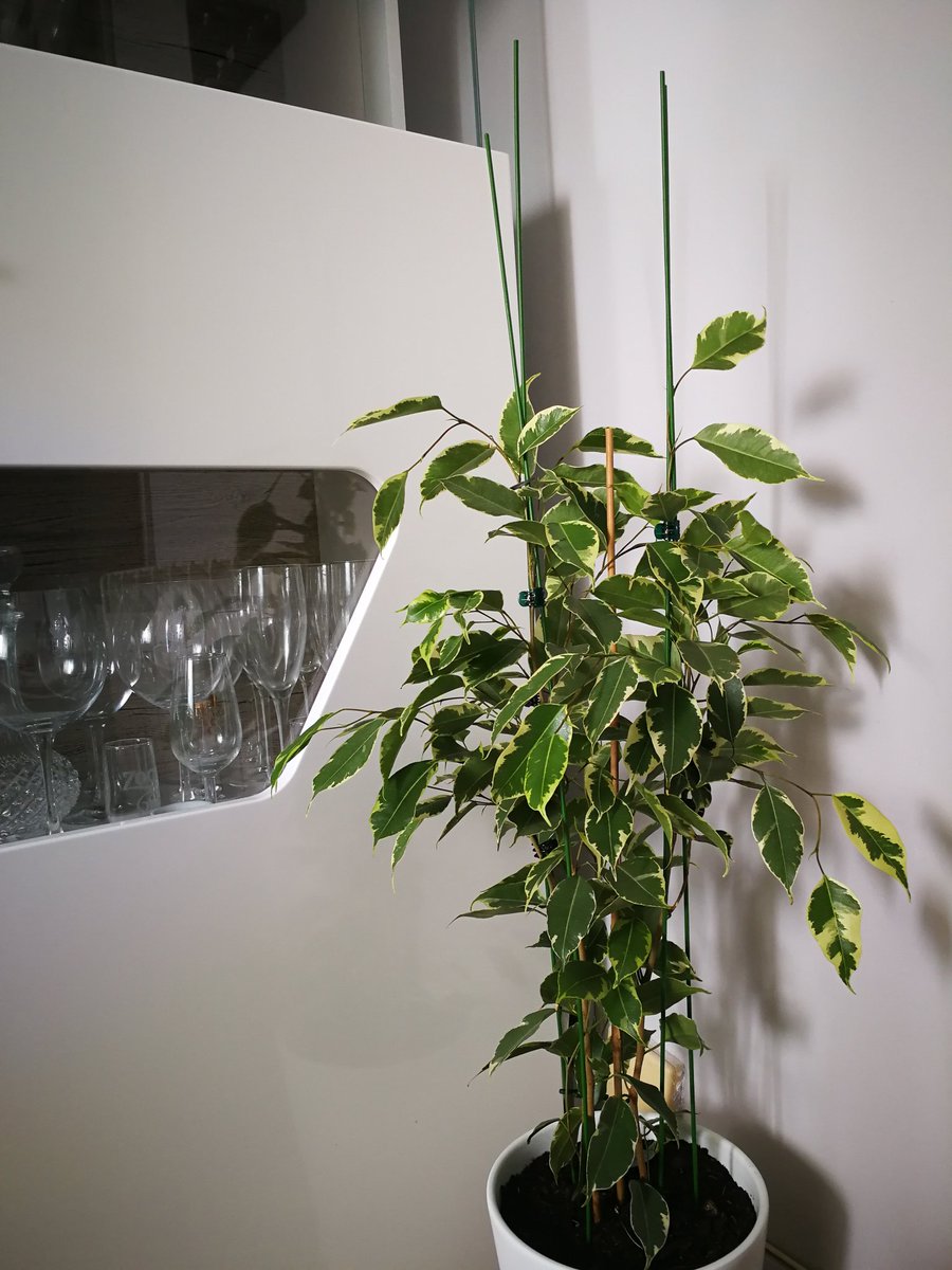 masqueropa's tweet photo. Que bonita se esta haciendo la planta de @lidlespana
💖💖💖 y por menos de 6€ #superchollo #ficus #plantas #welovegreen #Zaragoza https://t.co/JWIFBFXAXp