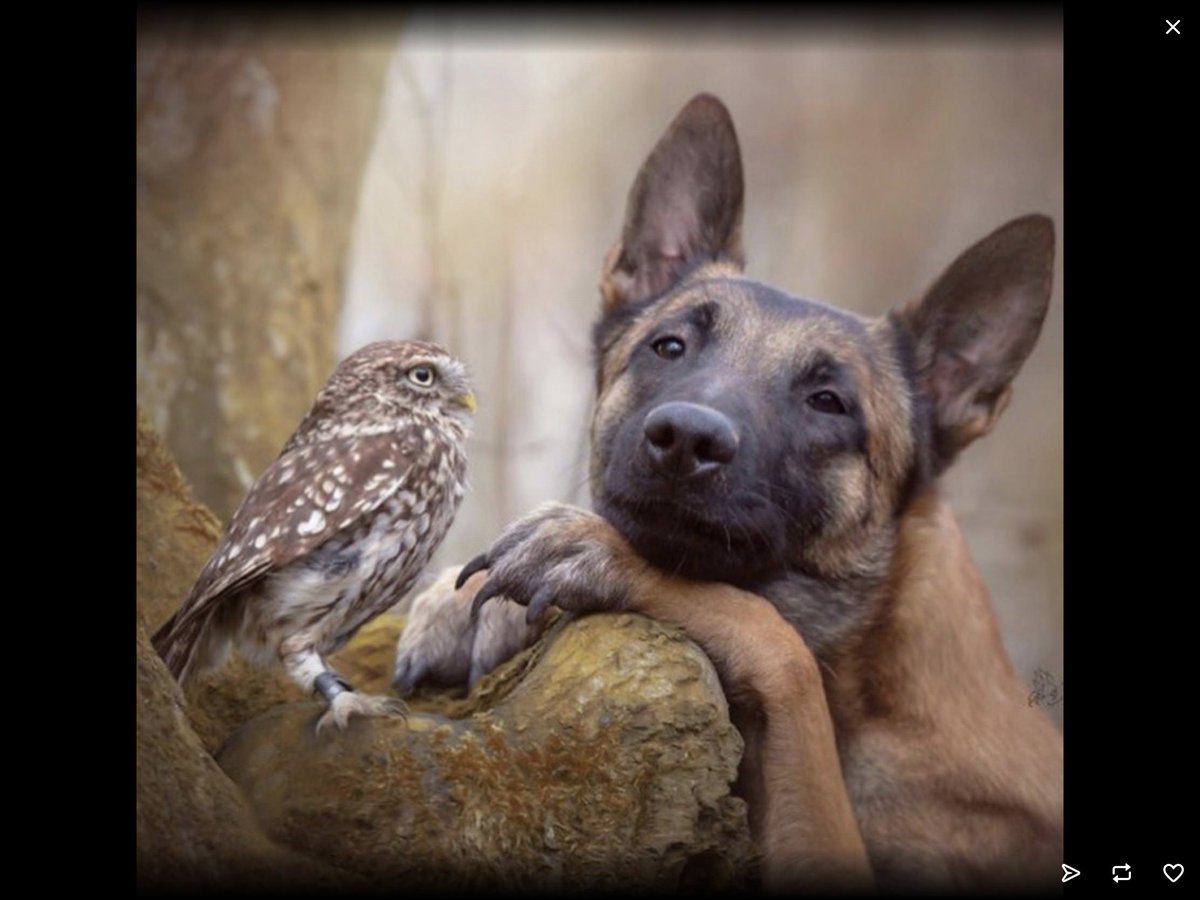 Dog_Lovers_Show's tweet photo. Tag someone who idolises you like this… #dreamyeyes #loveatfirstwoof via @imgur https://t.co/QqKXKAALor
