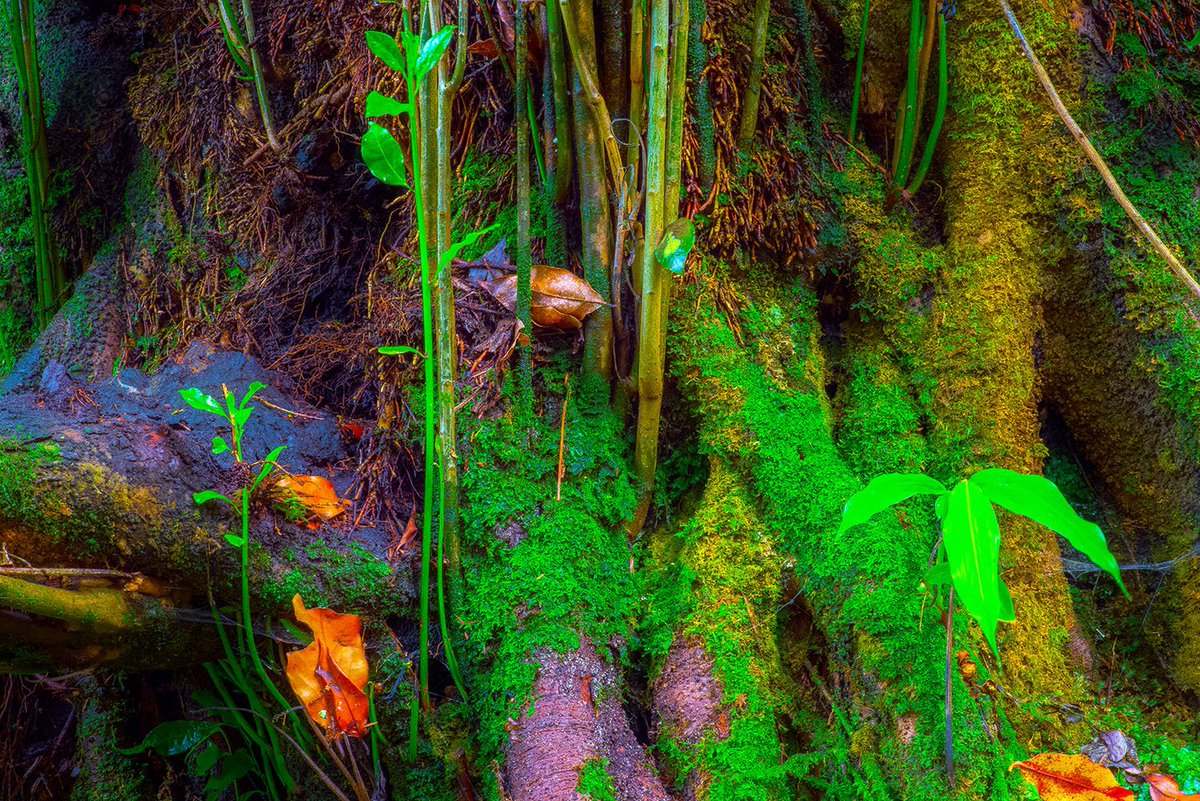 BohinJeanLuc's tweet photo. GIANT LAUREL https://t.co/SstCEqXrkl LAURIER GÉANT #photobook #botanical #trees #azores #congro #saomiguel #landscapephotography #naturelover #açores #laurier #moss #trunk #bark #arbre #forêt #forest #livres #livrephoto #autoédition #Selfpublishing https://t.co/wucVNGvVws