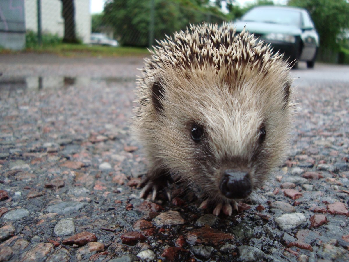 DierenambuGroni's tweet photo. Heeft u ze al gespot? De #egels ontwaken uit hun #winterslaap! Hoe kunt u deze #dieren helpen? Lees dat via de volgende link. @DierenambuGroni https://t.co/pSspPC3YOI https://t.co/xs5ZIhoLKO