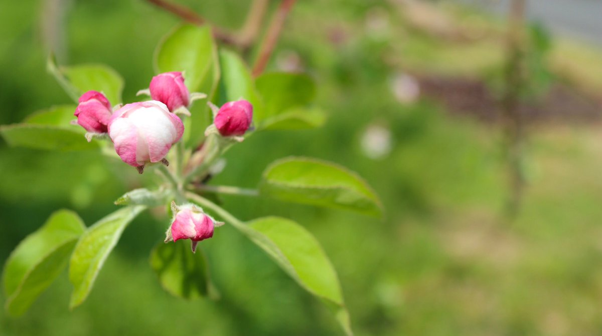 M 7768 Auf Twitter りんごの花の蕾 蕾が鮮やかピンク色 花弁は白色 大好きな花 蕾 花 花のある暮らし りんご りんごの花 春 Flowers 植物
