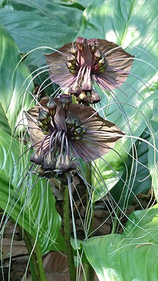 PTKBotanical's tweet photo. The stunningly weird Tacca chantrieri are flowering at PTK now. Learn about them in our #plantofthemonth #nature #botany #Flowers 
https://t.co/BU8JeUKEdC https://t.co/4SYyIjuL78