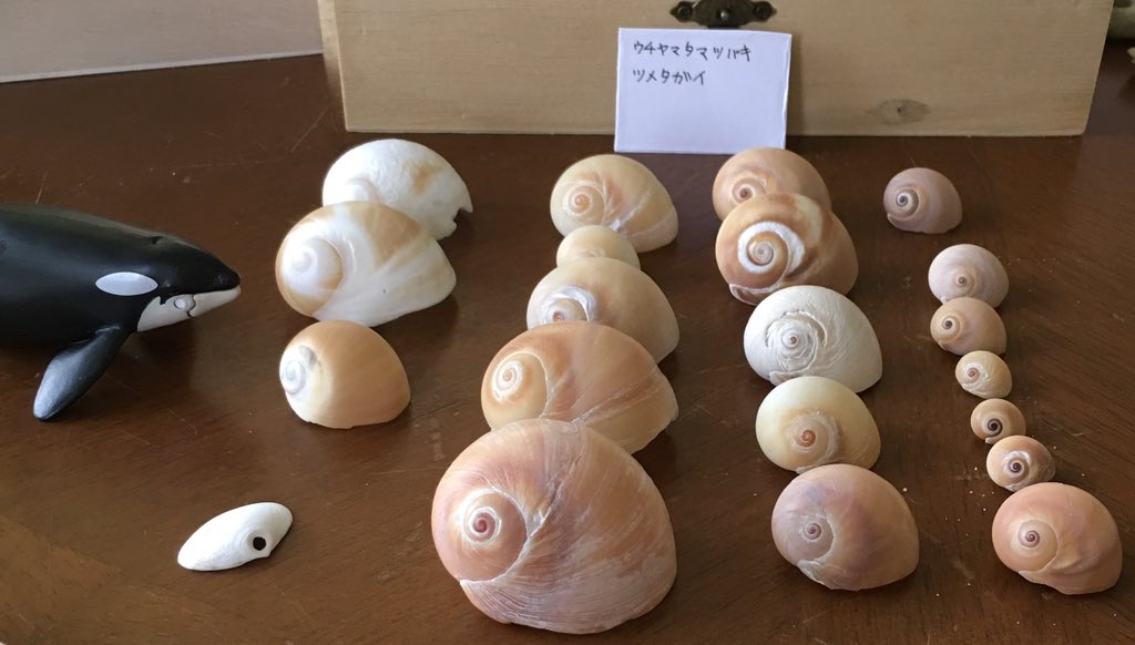 シャチの貝殻図鑑 シャチの貝殻図鑑