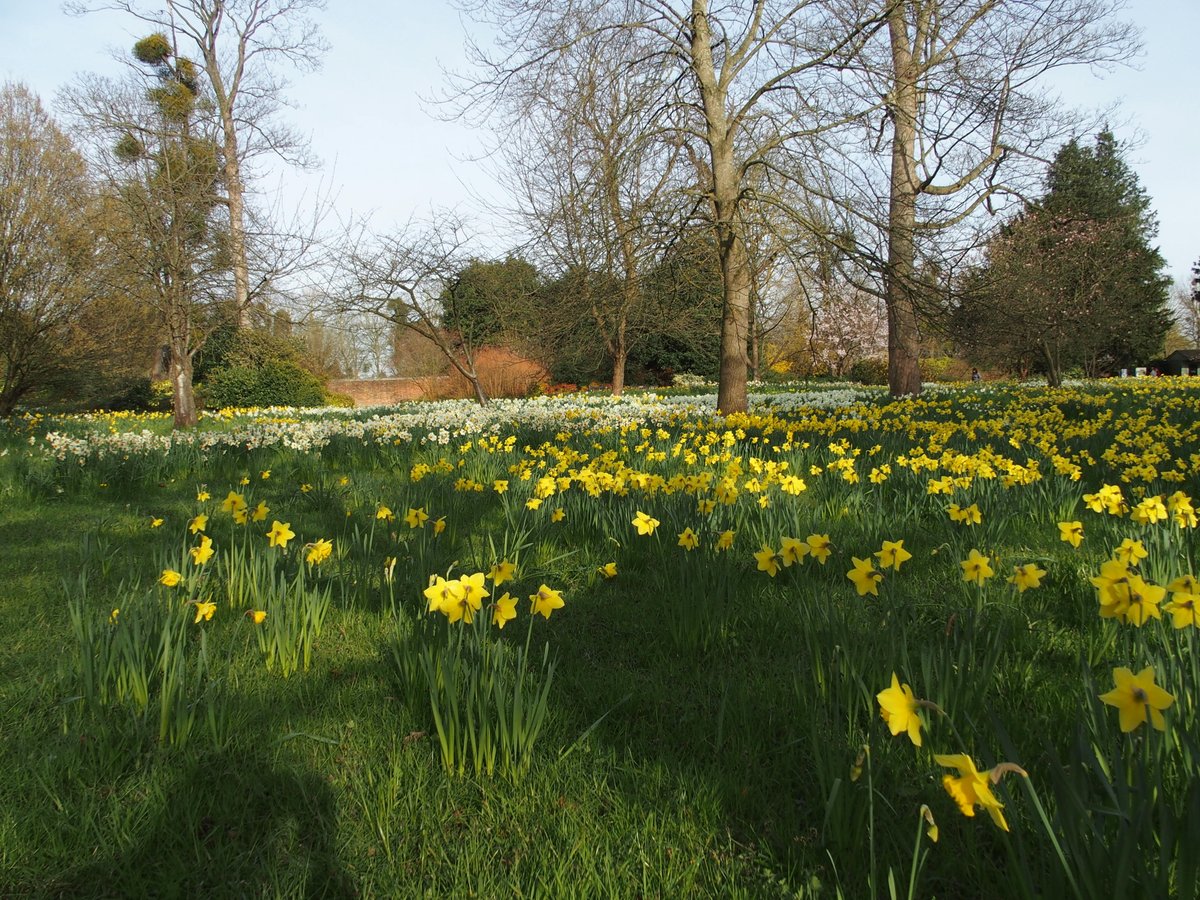 Tourshuttle's tweet image. Wonderful to see over 1 million daffodils @hampton_court.  Spring is finally here!  Get to see them and Windsor Castle @visitwindsor in one day by using The Shuttle @Tourshuttle. #visitlondon #daffodils #timeout #Travelleisure