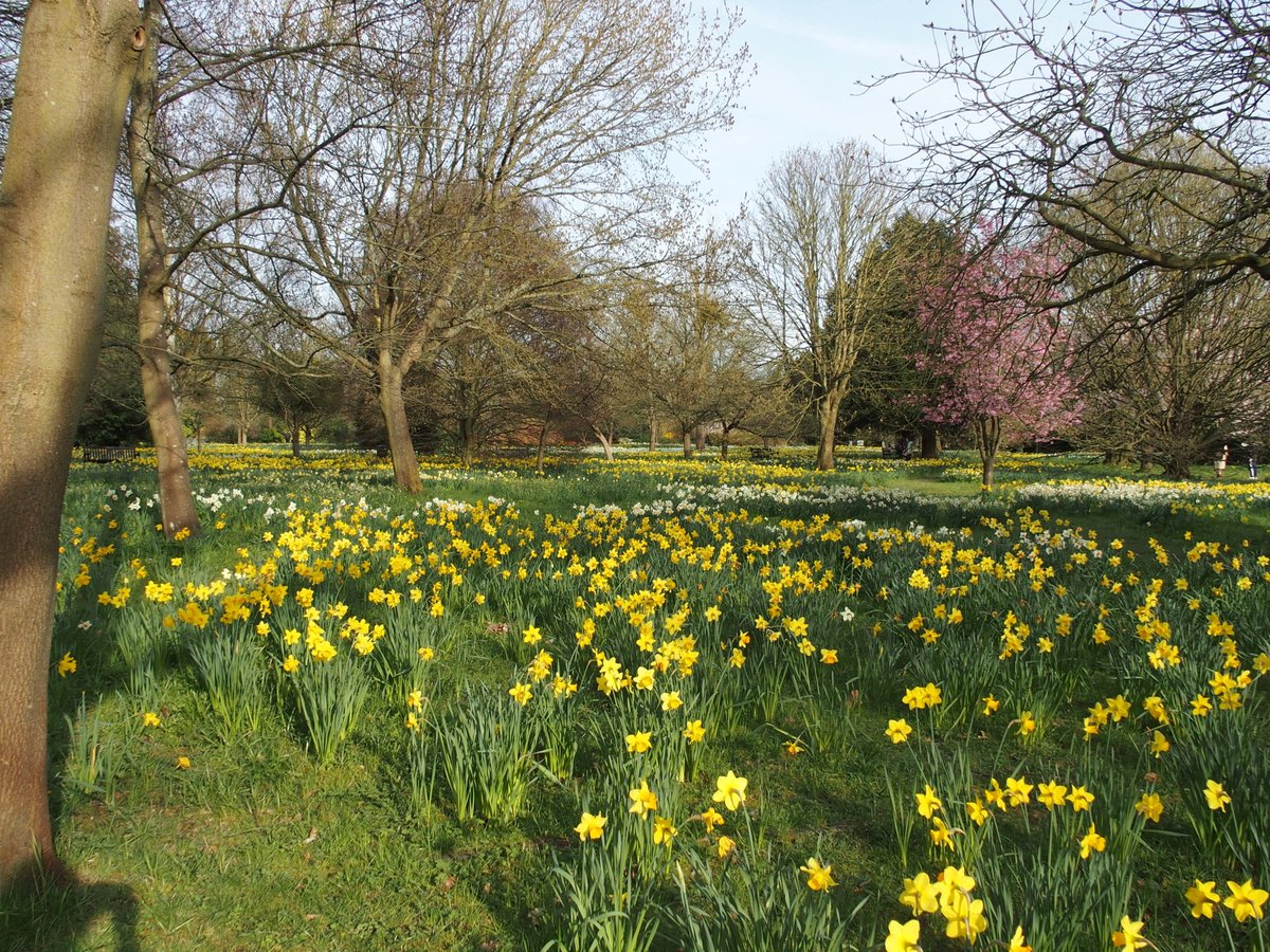 Tourshuttle's tweet image. Wonderful to see over 1 million daffodils @hampton_court.  Spring is finally here!  Get to see them and Windsor Castle @visitwindsor in one day by using The Shuttle @Tourshuttle. #visitlondon #daffodils #timeout #Travelleisure