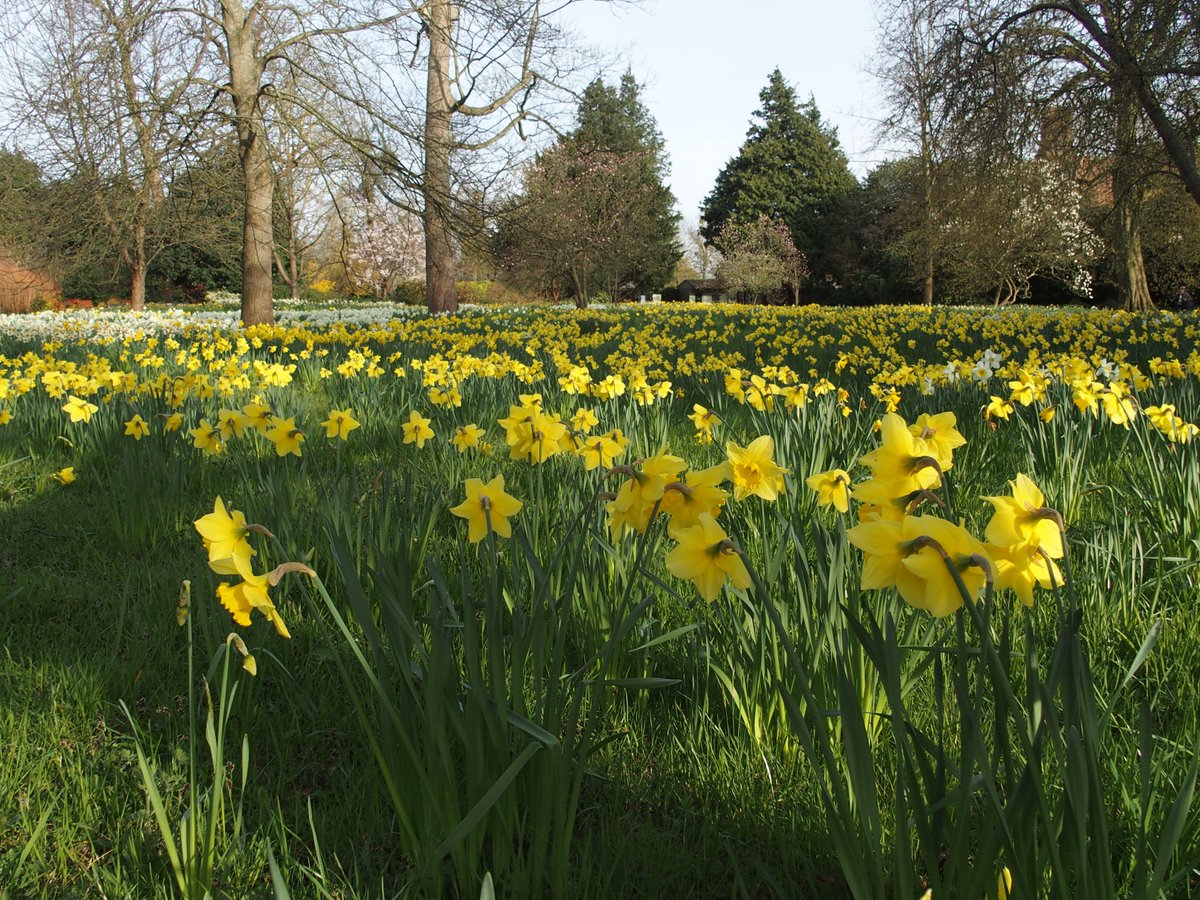 Tourshuttle's tweet image. Wonderful to see over 1 million daffodils @hampton_court.  Spring is finally here!  Get to see them and Windsor Castle @visitwindsor in one day by using The Shuttle @Tourshuttle. #visitlondon #daffodils #timeout #Travelleisure