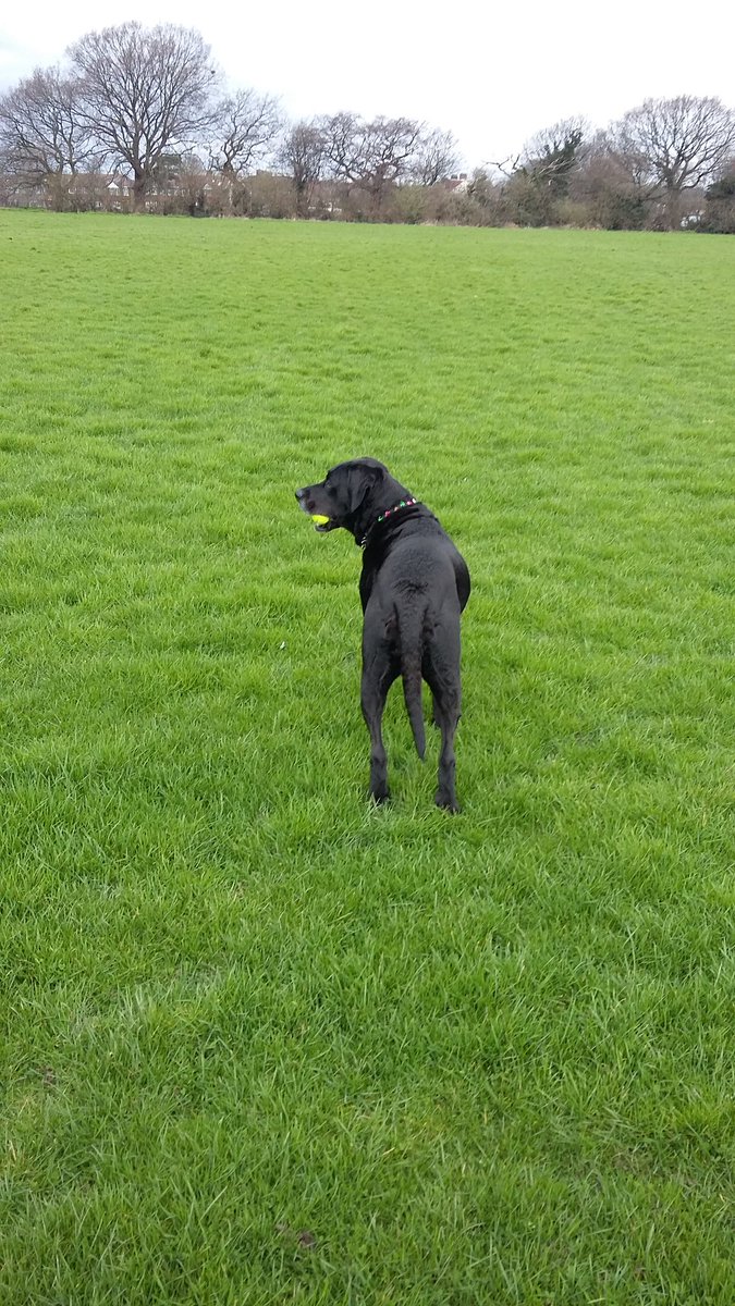 lndnpetsitting's tweet photo. #kaya #playtime #lovepets  🐾🐕🐾🐕 https://t.co/sDDmnrEUxR