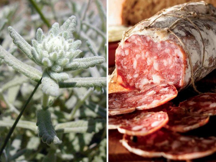 Alsagarden's tweet photo. 🌱 Les feuilles aromatiques de cette #plante dégagent une #odeur surprenante de #saucisson poivré ! Pour en savoir plus sur cette #curiosité, suivez le lien : https://t.co/g7sptHhSOb #PlanteRare #BlogAlsagarden #PlanteComestible #Graines #Vegan #LesJardiniersCurieux #Jardinage https://t.co/V9G9Gdva4U