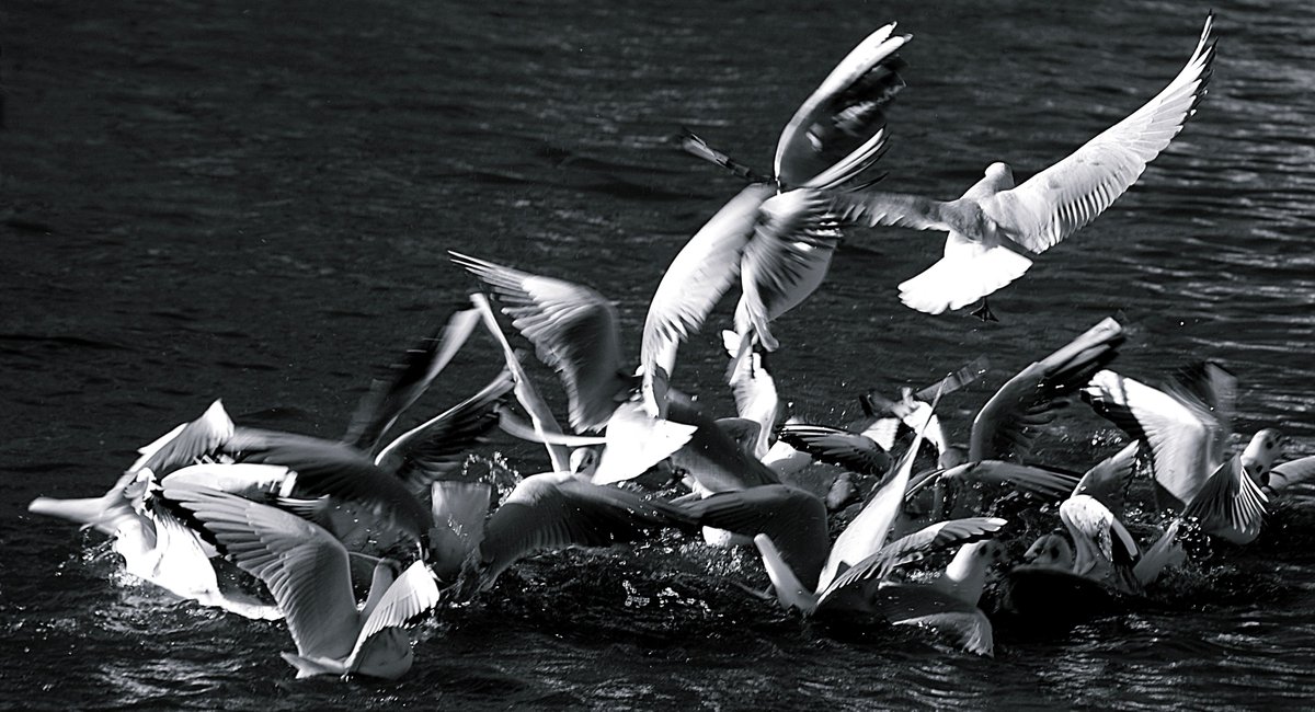 wiltsandbath's tweet photo. Seagull Clash #dorset #christchurch #instagram #visitdorset #birds #seagulls #coast #wildlifephotography #river #nikon #seabirds https://t.co/Gd5NTupm7g https://t.co/tgiHuq7Gyh
