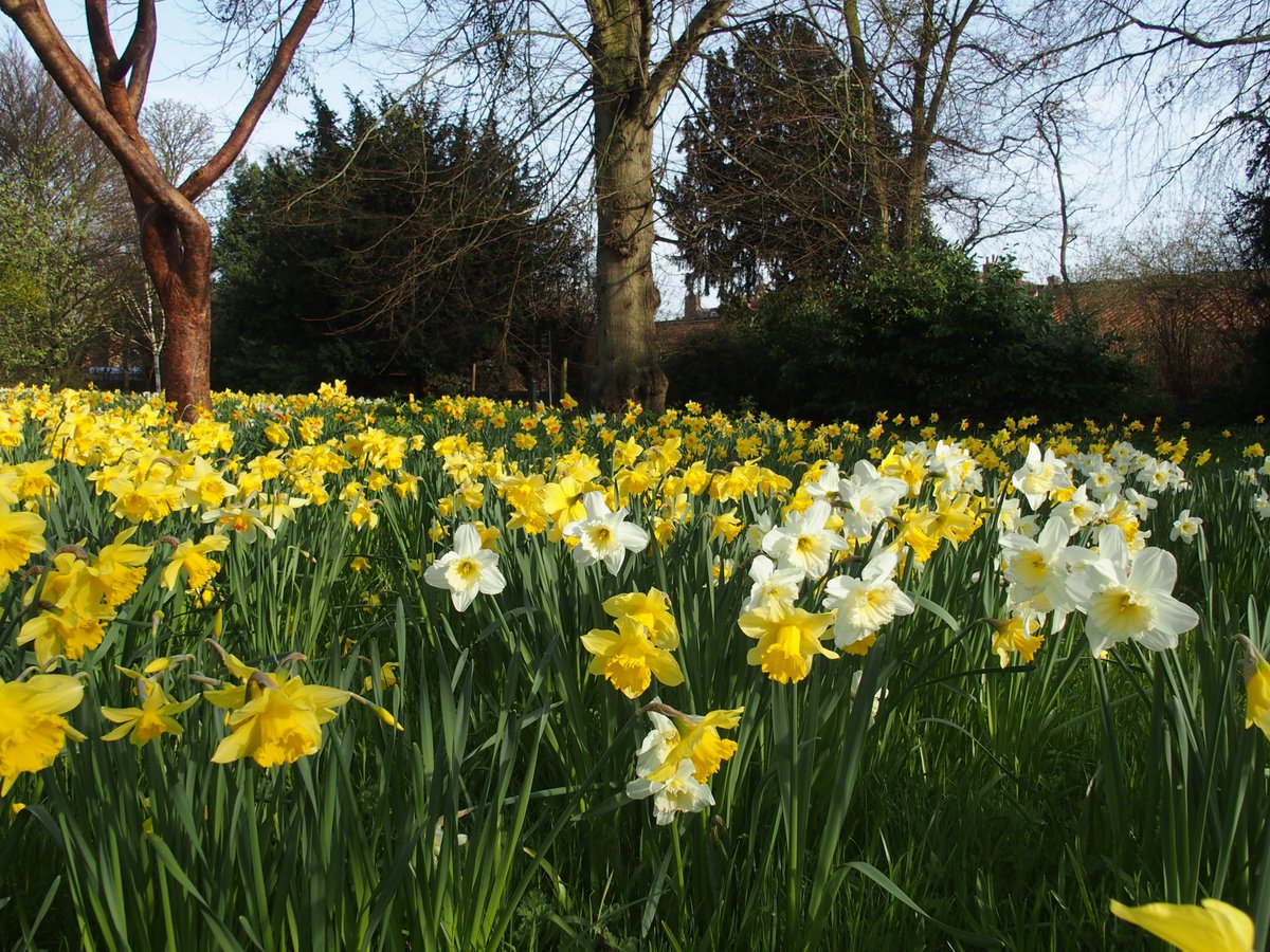 Tourshuttle's tweet image. See over 1 million daffodils in The Wilderness @hampton_court.  Use The Shuttle @Tourshuttle to get to visit them and Windsor Castle in One Day.
#visitlondon #daffodils #timeout
