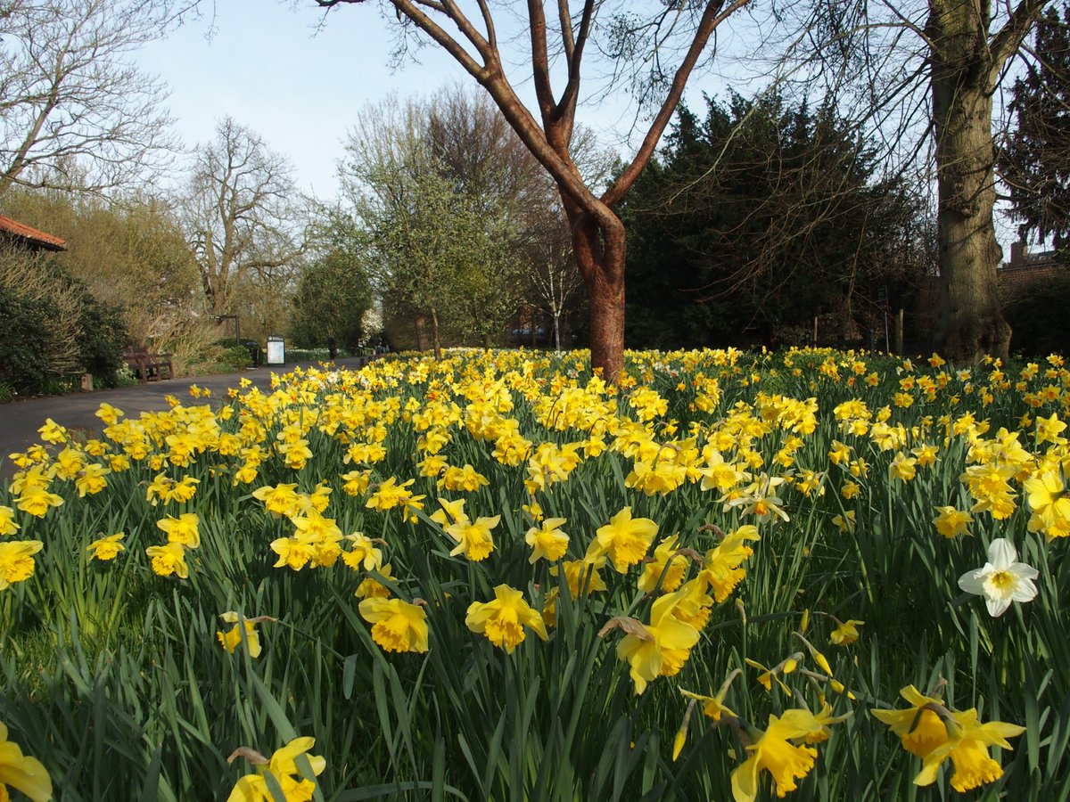 Tourshuttle's tweet image. See over 1 million daffodils in The Wilderness @hampton_court.  Use The Shuttle @Tourshuttle to get to visit them and Windsor Castle in One Day.
#visitlondon #daffodils #timeout