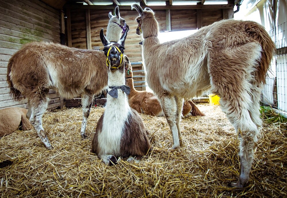 It’s Friday! Do come up and see us this #weekend. #llamas #alpacas #goats #piglets #pigs #lambs #sheep #ponies #donkeys #cafe #restuarant  #giftshop #walkallama #ashdownforest #countrywalk #venuehire #venue #weddings #parties #events #weddingvenue #businessmeetings #barnhire