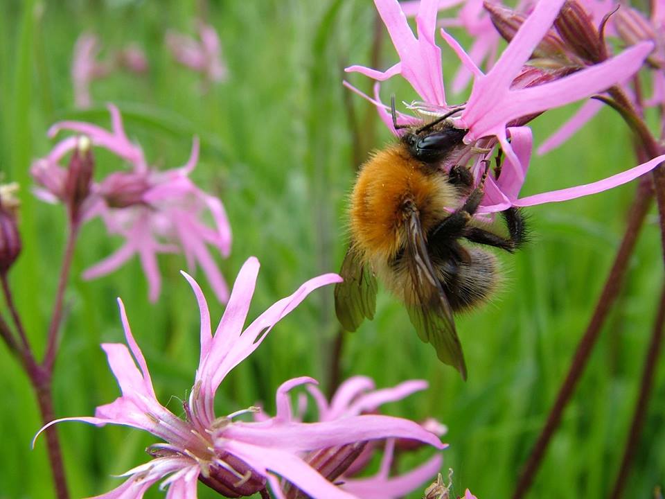 BioDataCentre's tweet photo. The first of a limited number of #Bumblebee #MonitoringScheme workshops is taking place next week! The workshop led by @tomasemurr is being held in conjunction with Tullamore Tidy Towns on Saturday 14th April. For more info and to book your place visit: https://t.co/Hj2m1OPKwh https://t.co/VP9CYfLehX