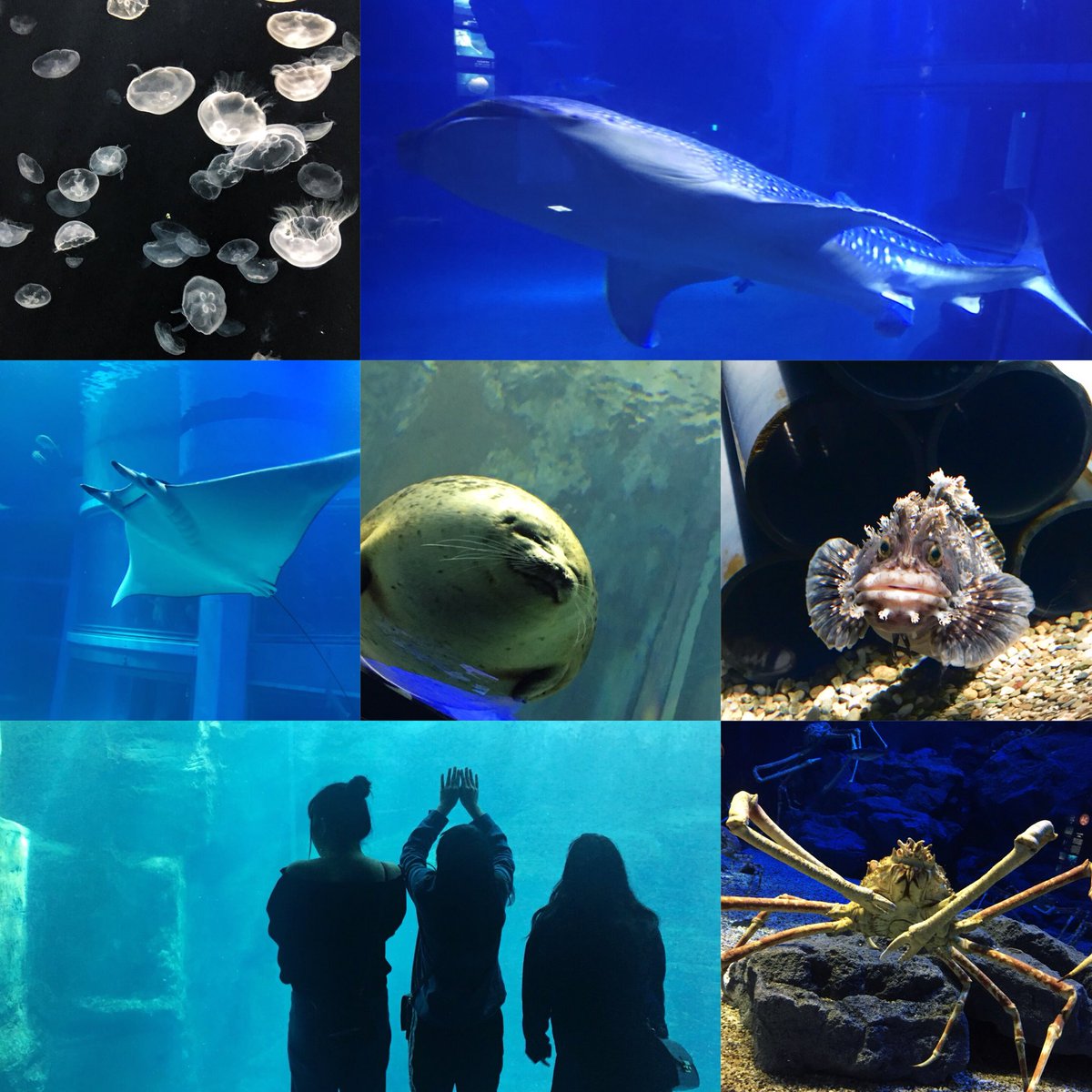 __sena__1130's tweet photo. 4.5     海遊館🐬🐳

久々の4人‼︎‼︎
安定に楽しかった🙌

jelly fishはイケメンすぎた👀✨ https://t.co/rE1dRsn743