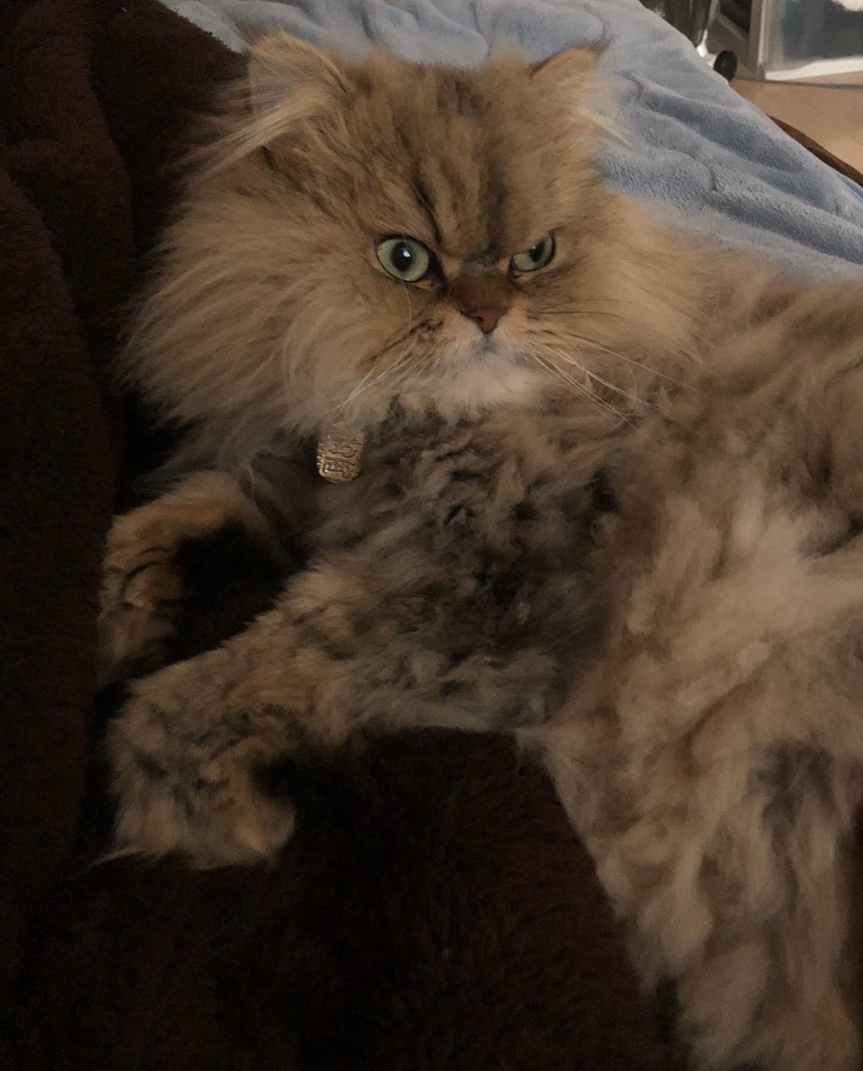 glookichi0524's tweet photo. ようやく甘えたさんが
到着した模様です！！！

#ペルシャ #チンチラゴールデン #猫のいる暮らし #猫好きさんと繋がりたい #猫部 #ぐる吉 #にゃんこ可愛い
#復活 #もふもふ #ねこ好きさんと繋がりたい https://t.co/zf0JhM5gLf