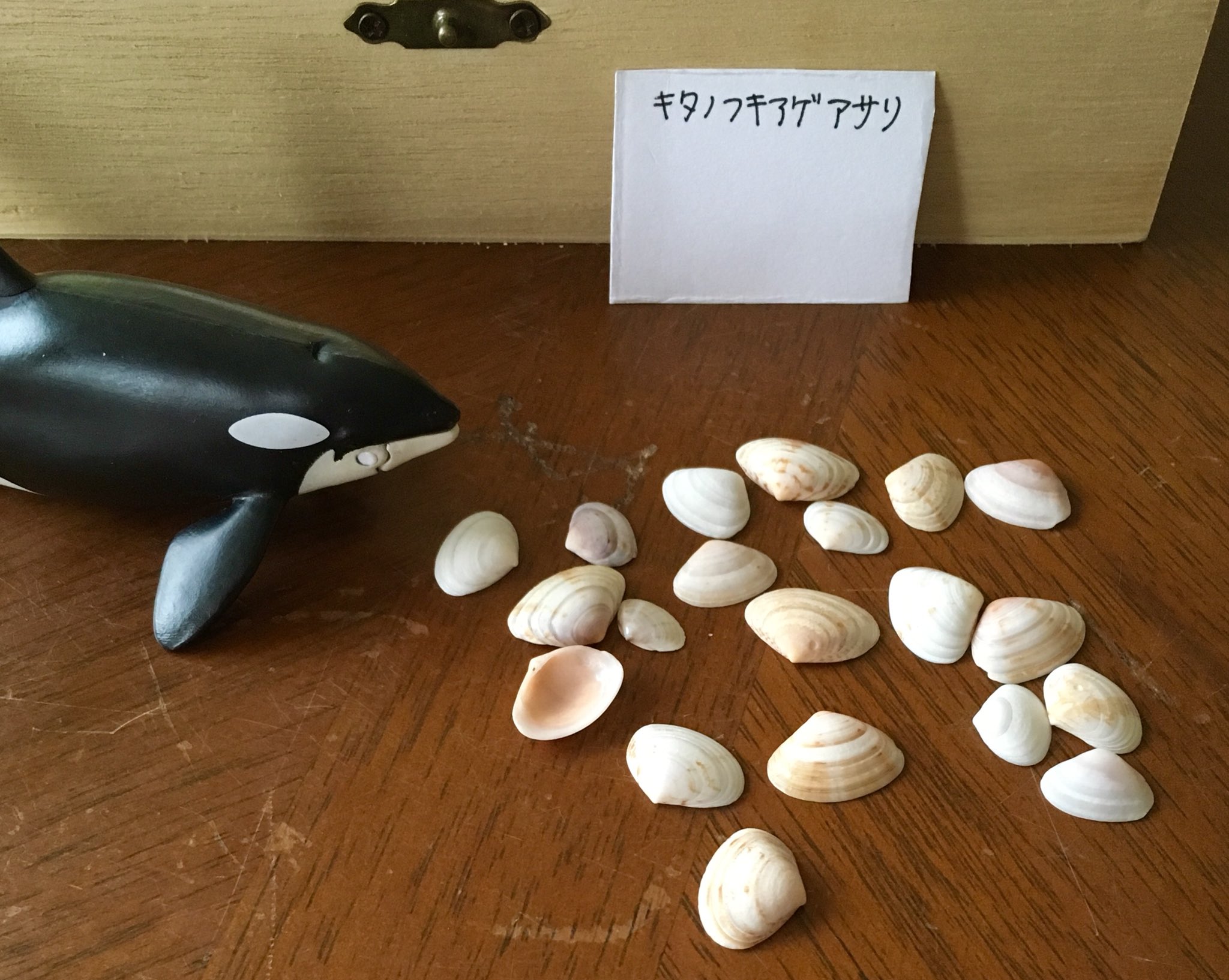 シャチの貝殻図鑑 Twitter