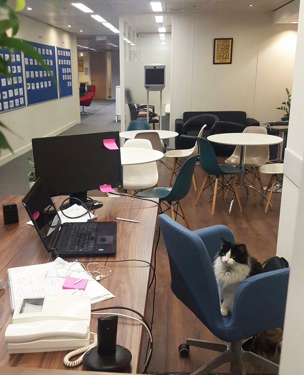 It's finally Friday and Princess, the <a href="/IWStartupCat/">StartUp Cat</a> wishes everyone a great weekend! innovationwarehouse.org #fridayfeeling