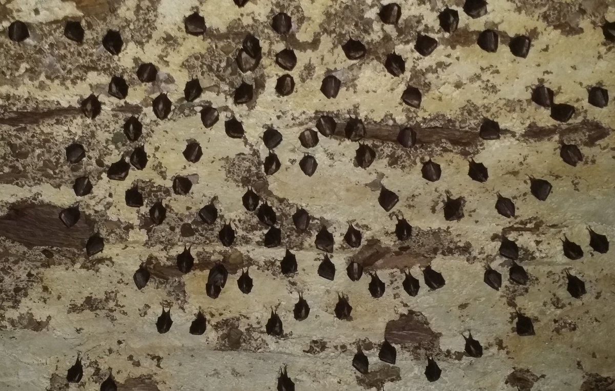 GlengarriffWood's tweet photo. Rainy day work – counting lesser horseshoe bats from photographs taken in a large winter roost (hibernaculum) back in February. 391 in case you’re asking! #Bats #MonitoringScheme https://t.co/t9trOYDyOZ