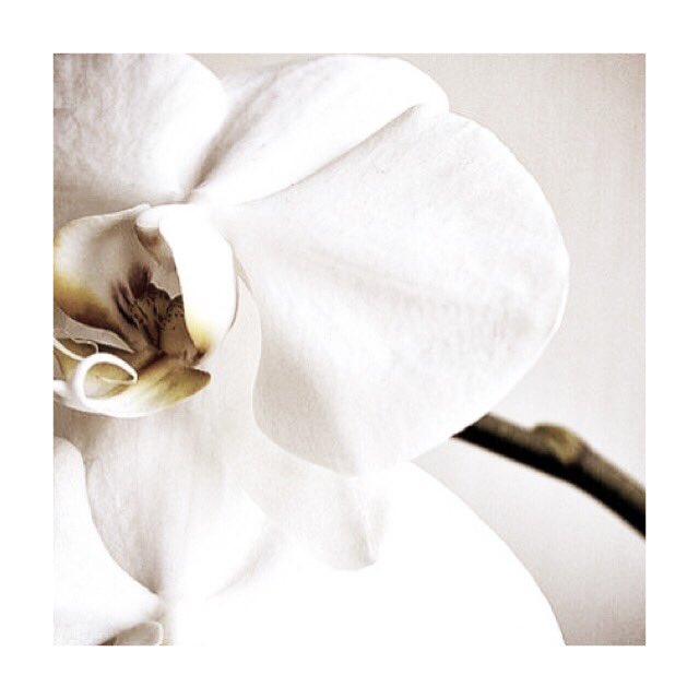 FiresideCandles's tweet photo. • Orchid • Light, fresh fragrance of the orchid flower with bergamot, lemon and pear, and floral undertones of magnolia, rose and amber. Spring is breaking through so adjust your home fragrance accordingly #seasonalscents #handpouredcandle #orchid #floral #springtime https://t.co/f4V8nDapko