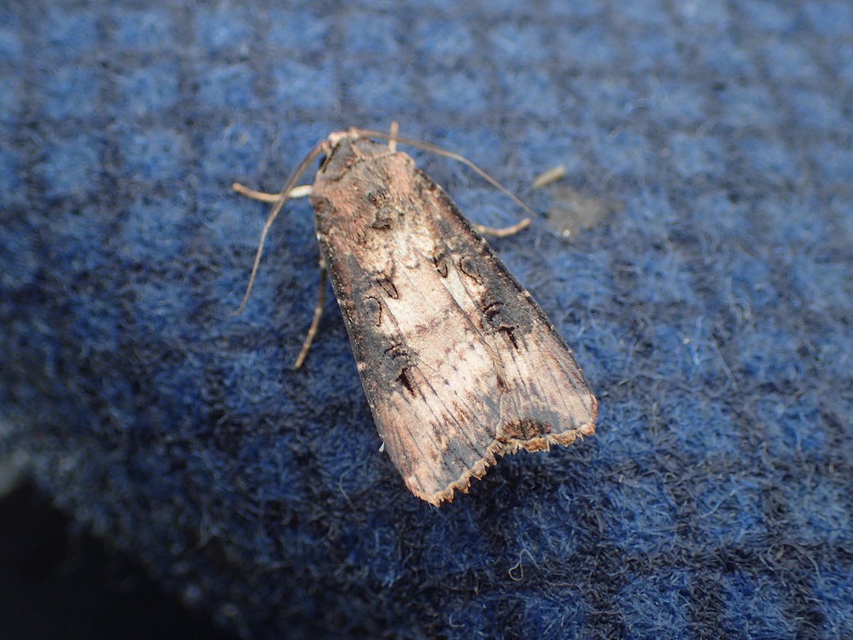 DanBrownNature's tweet photo. A Dark Sword Grass (Agrotis ipsilon), but just any Dark Sword grass, this guy is on #Campbellisland #Newzealand! They are known from mainland NZ but are there any records from this #Subantarctic island? Migrant moths never cease to amaze me. #migration #migrantmoth https://t.co/uvykIPKOtF