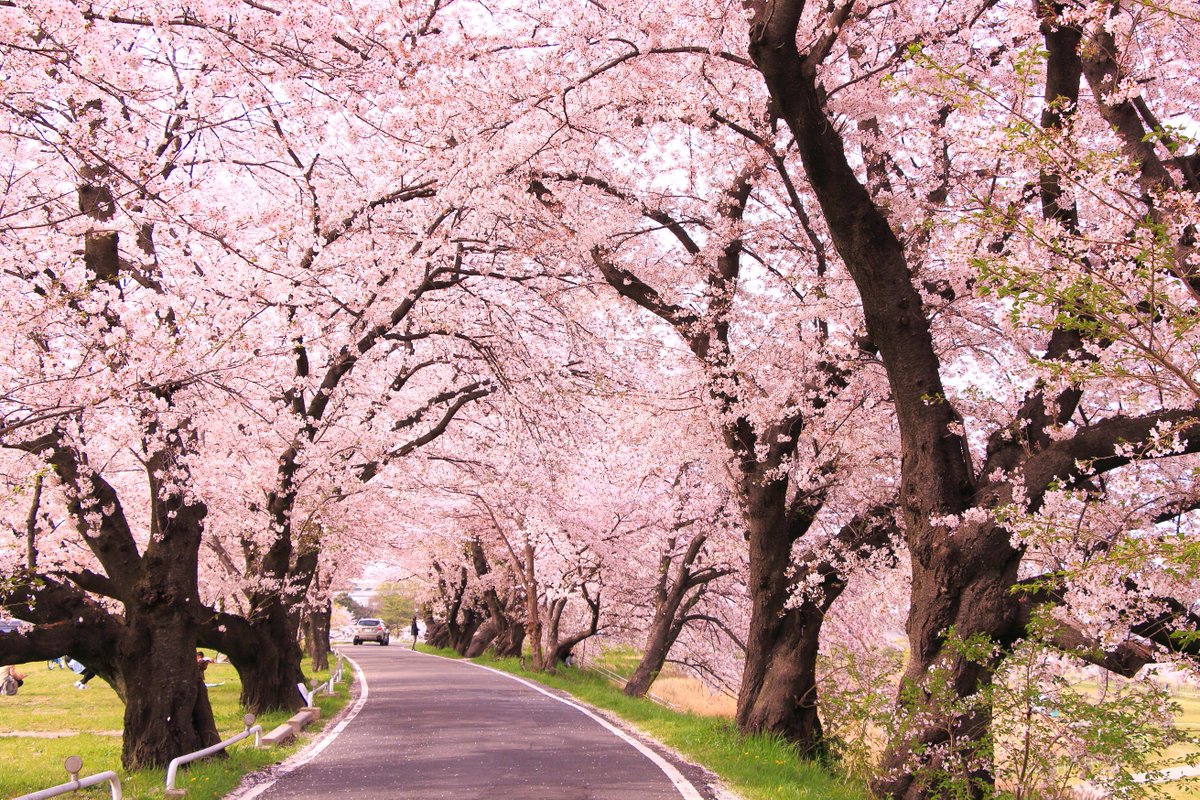 珠璃 ゚ على تويتر 散歩道 通学路 君と居た場所 桜の記憶 桜 桜並木 Coregraghy 写真の奏でる私の世界 ファインダー越しの私の世界 珠璃 ゚ على تويتر 散歩道 通学路 君と居た場所 桜の記憶 桜 桜並木 Coregraghy 写真の奏でる私の世界 ファインダー越しの私の世界