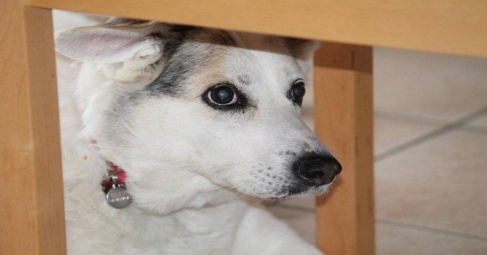 chienchatlovers's tweet photo. Voici 7 conseils pratiques pour éviter les accidents aux chiens seniors https://t.co/rInT5cOv2r https://t.co/lgKRWmXJEb