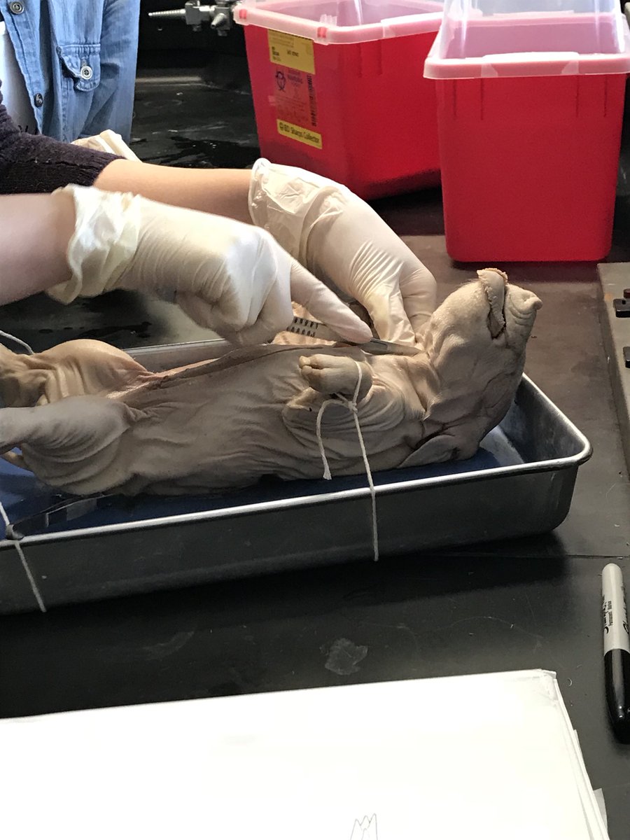 IsThereASecond's tweet photo. Yesterday, #ANSC3302 students completed their last “wet lab” of the semester—fetal pig dissections! This group was SO awesome to work with this semester! 🐷🐽 #Only4WeeksLeft https://t.co/kMq2Ue4Wfs