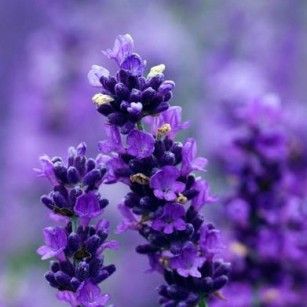 yorkslavender's tweet photo. **5 Litre Pots now available**

Established, well rooted lavender shrubs in 5 Litre Pots in the following varieties:

Angustifolia 'Little Lady'
Angustifolia 'Imperial Gem'
Intermedia 'Grosso'

Find them on this page:
https://t.co/bX9P8OB4ad https://t.co/75BUazb1Sn