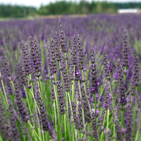 yorkslavender's tweet photo. **5 Litre Pots now available**

Established, well rooted lavender shrubs in 5 Litre Pots in the following varieties:

Angustifolia 'Little Lady'
Angustifolia 'Imperial Gem'
Intermedia 'Grosso'

Find them on this page:
https://t.co/bX9P8OB4ad https://t.co/75BUazb1Sn