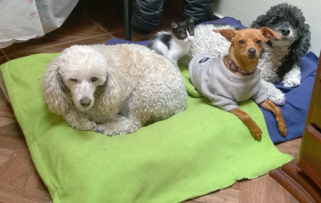 dangerpeligro's tweet photo. @AcaEntreNosCol Buenos días estas son mis hijas manchas niña mikaellay pinina quiero saber como se sienten https://t.co/UEt51zfgRh