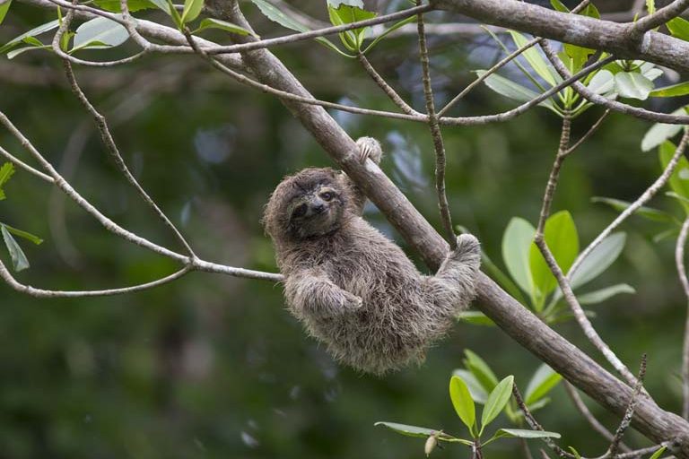 Hey it's Friday, so come hang out w/ sloths! I had a great time interviewing <a href="/beckycliffe06/">Dr. Rebecca Cliffe</a> and <a href="/SuziEszterhas/">Suzi Eszterhas</a> about their mythbusting new book, "Life in the slow lane," ~ and the images are just wow ~ news.mongabay.com/2018/04/new-sl…