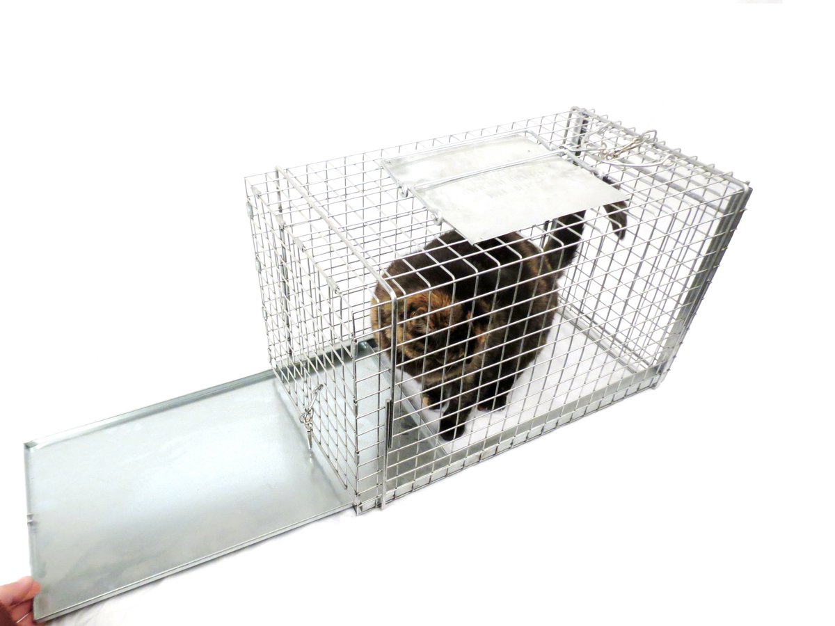 LiveTraps's tweet photo. Set over capture cage for cats you can approach but not pick up. Set the cage over then slide in the bottom under its feet. 

https://t.co/9xBt173sXO https://t.co/r0MIizYIVp