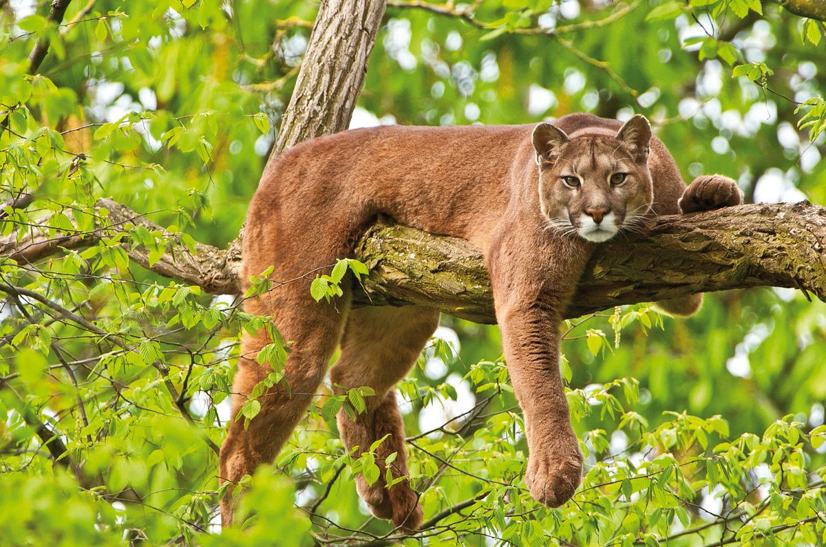 puma costa rica